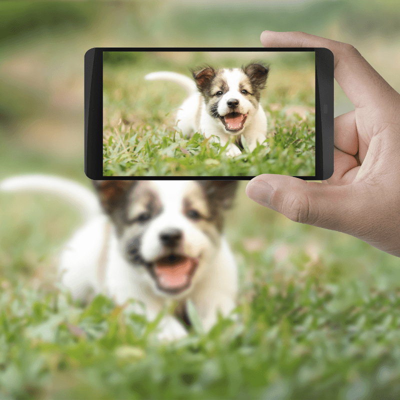 A person holding a smartphone to take a clear, eye-level photo of a puppy on the grass, demonstrating ideal pet photography guidelines.