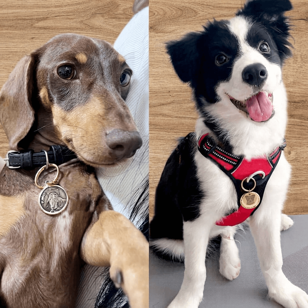 Dachshund and Border Collie wearing custom photo engraved pet ID tags