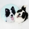 Personalized Pet Photo Bed & Shape-Customized Floor Mat