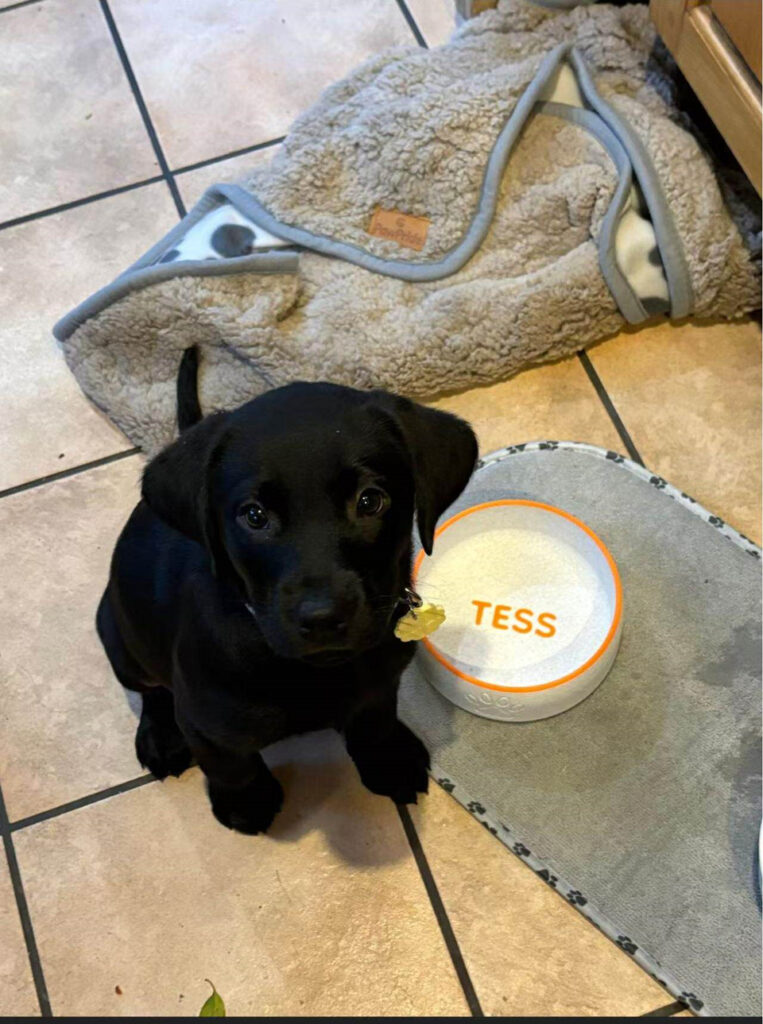Black puppy sitting next to a personalized pet bowl with the name Tess