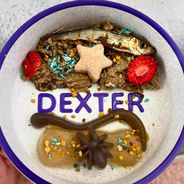 Custom engraved pet bowl with the name Dexter filled with food