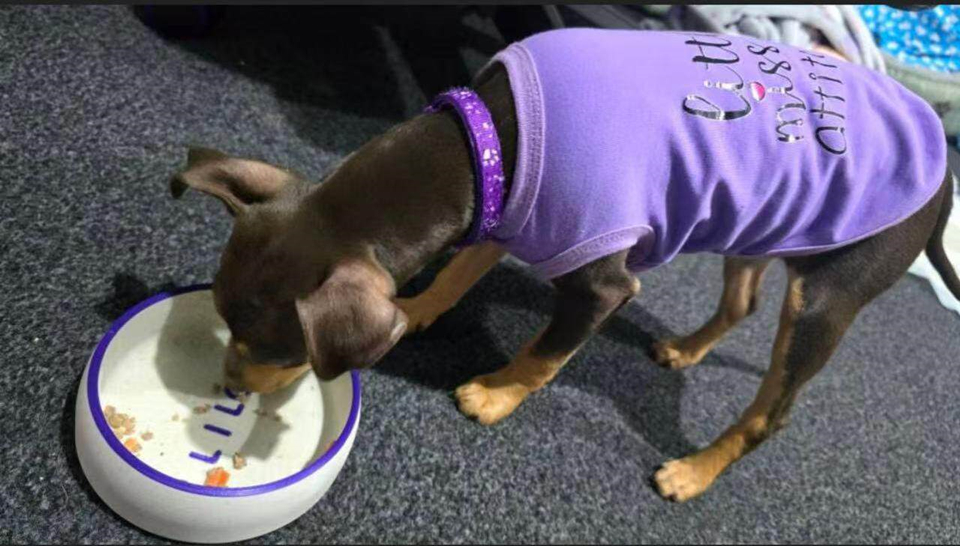 A dog wearing a purple shirt eating from their personalized marble-style pet bowl