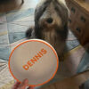Dog looking at a custom engraved pet bowl with the name Dennis
