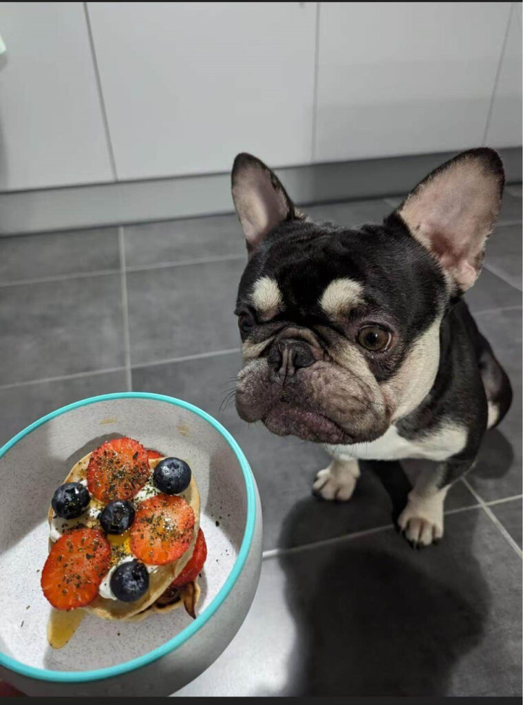 French bulldog looking at their personalized marble-style pet bowl with food