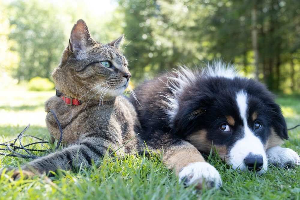 A dog and a cat resting safely in the grass after summer flea and tick prevention