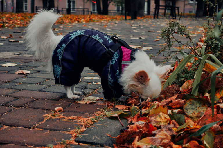A dog walking outdoors in autumn while growing a thicker winter coat during shedding season