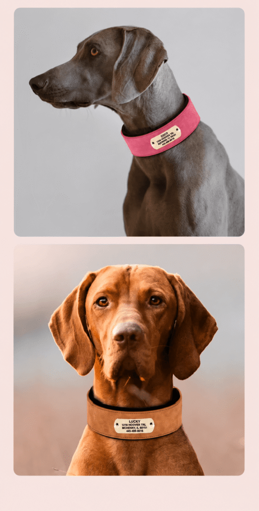 Close-up of brown and pink personalized wide dog collars on dogs.