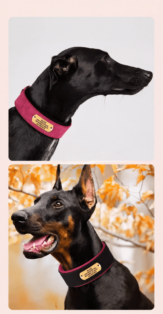 Close-up of red and black personalized wide dog collars worn by dogs.