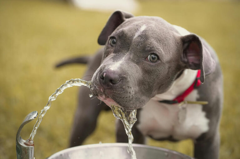 A cute puppy drinking fresh water from a bowl to stay hydrated during hot summer days