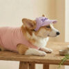 Small dog wearing a personalized embroidered baseball cap