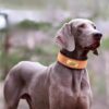 Weimaraner dog wearing a personalized wide brown leather collar outdoors.