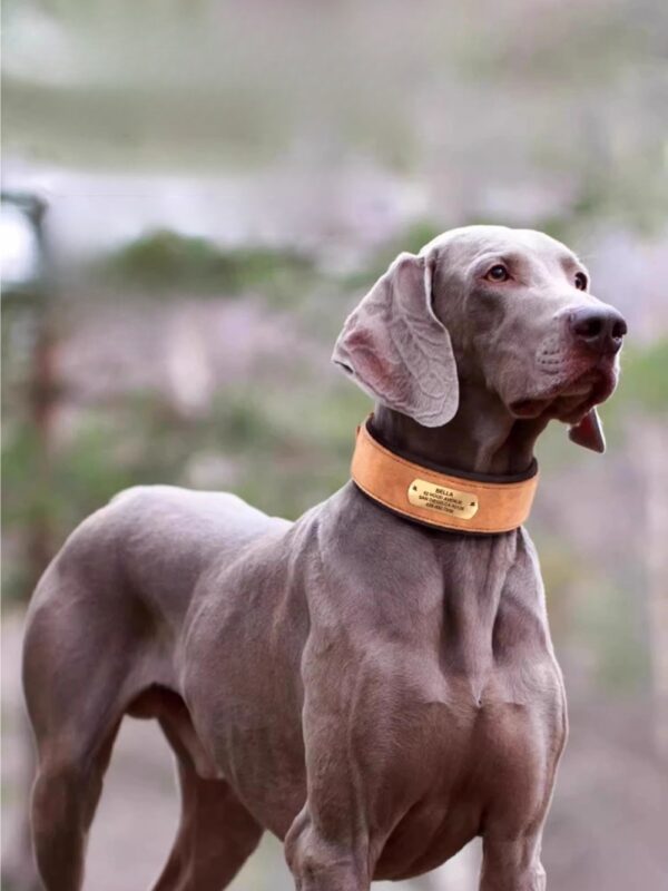 Weimaraner dog wearing a personalized wide brown leather collar outdoors.