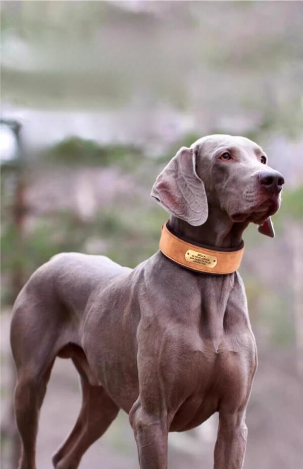 Weimaraner dog wearing a personalized wide brown leather collar outdoors.