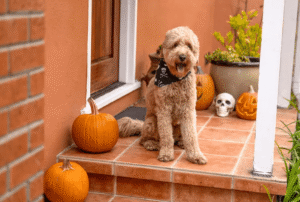 Dog sitting beside pumpkins on a porch for a Halloween photo