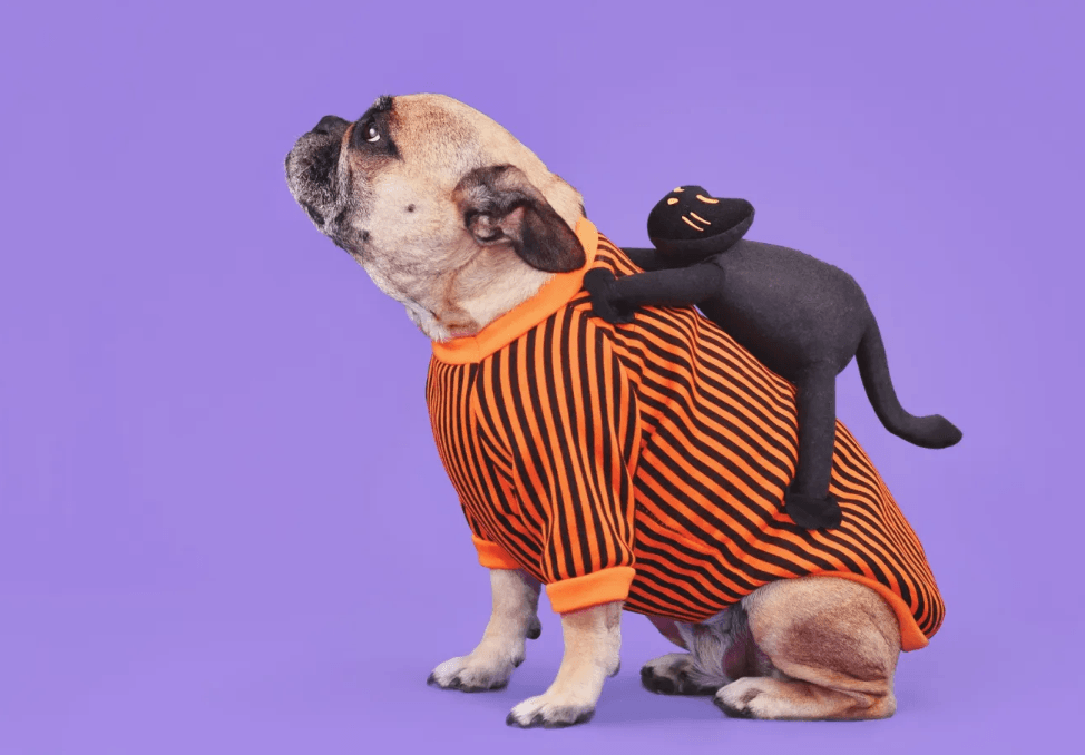 Dog in a Halloween costume as a fun alternative to everyday pet accessories
