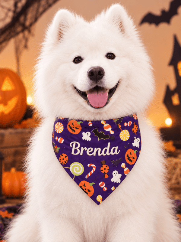 A fluffy Samoyed wearing a personalized Halloween purple name-embroidered dog bandana outdoors