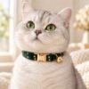 Cute white cat wearing a personalized emerald green star velvet collar with bell