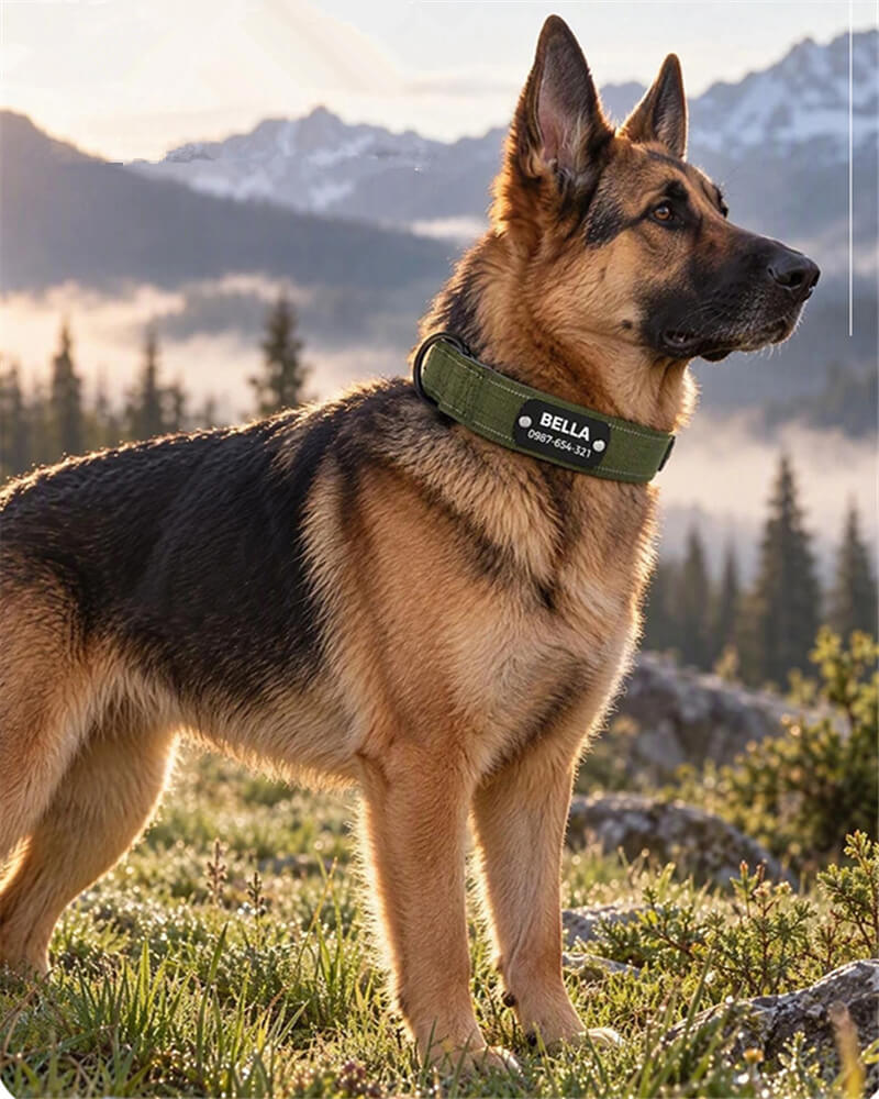 German Shepherd wearing reflective tactical dog collar outdoors