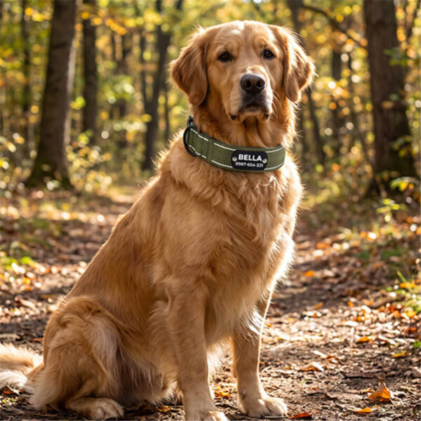 Golden Retriever wearing wide tactical dog collar in nature