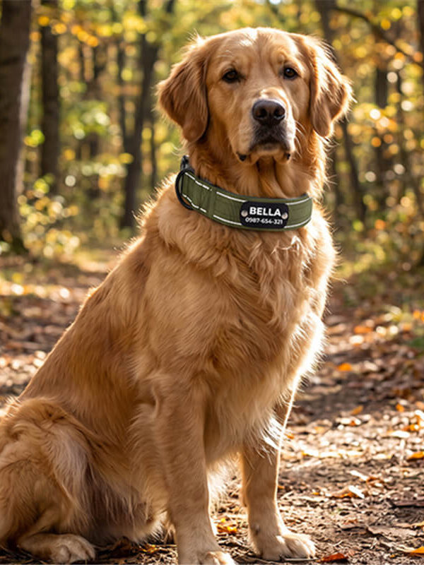 Golden Retriever wearing wide tactical dog collar in nature