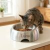 Personalized stainless steel tilted cat bowl engraved with pet name Luna